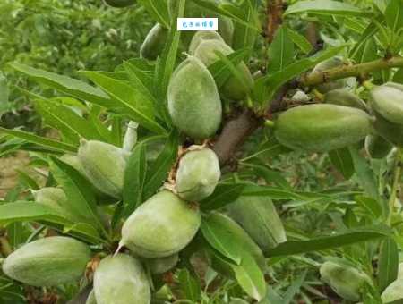 巴旦木是什么树的果实？详解巴旦木的树和果实