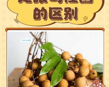 龙眼与桂圆傻傻分不清？带你了解它们的区别和营养价值