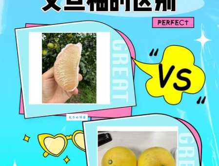 想知道文旦和柚子的区别？这篇攻略帮你搞定所有问题