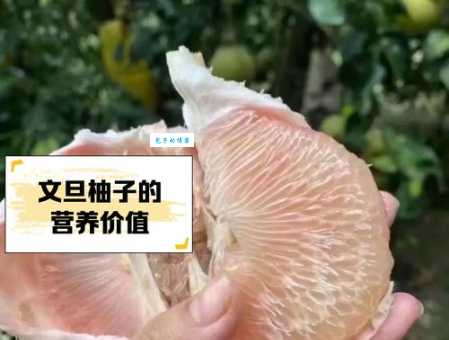 想知道文旦和柚子的区别？这篇攻略帮你搞定所有问题