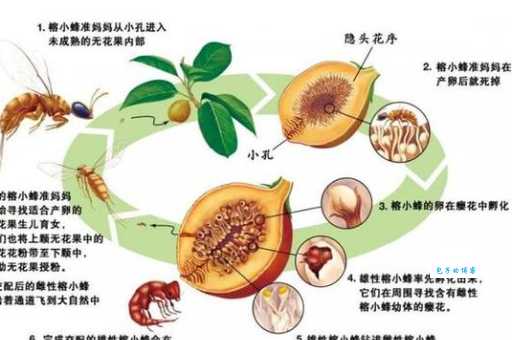 无花果有花吗？揭秘无花果名字的由来