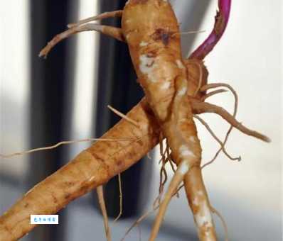 陆参状珑究竟指什么?揭秘隐藏含义