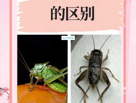 促织是蟋蟀还是蝈蝈？一篇读懂这三种昆虫的区别
