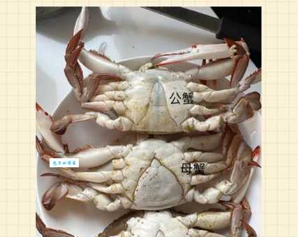 公蟹母蟹的区别：一看便知，教你轻松辨别公母蟹