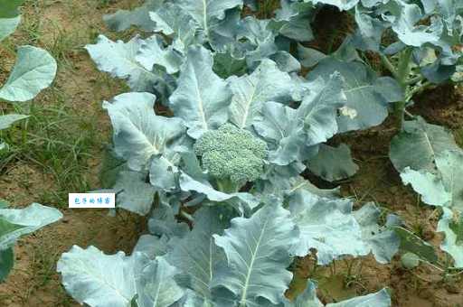 花椰菜属于哪个科?揭秘花椰菜的植物学知识