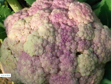 花椰菜属于哪个科?揭秘花椰菜的植物学知识