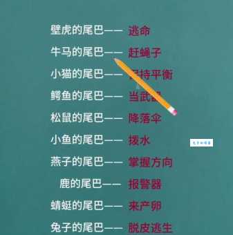 动物尾巴的用处大揭秘：平衡、捕猎、求偶，你都知道吗？
