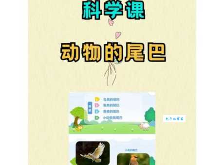 动物尾巴的用处大揭秘：平衡、捕猎、求偶，你都知道吗？