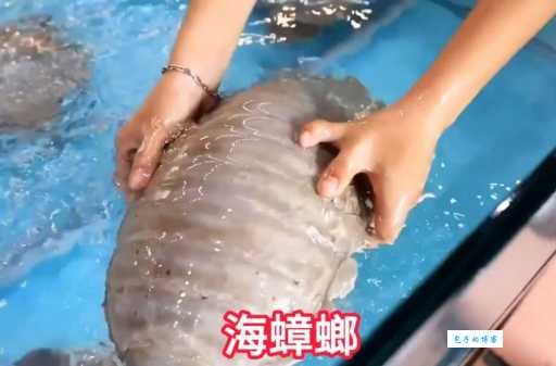 海洋中的瞌睡大王，它到底是谁？快来一探究竟！