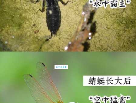蜻蜓是益虫还是害虫？详解蜻蜓的益处和作用