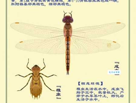 蜻蜓是益虫还是害虫？详解蜻蜓的益处和作用