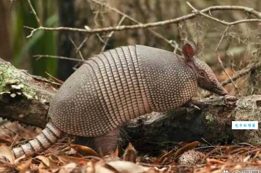 犰狳怎么读？教你轻松记住这种动物的名字