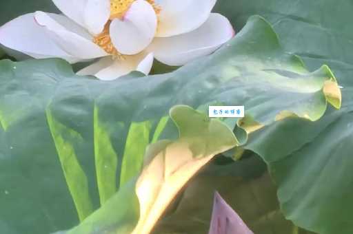 诗词里的菡萏hàn dàn如何读？揭秘它的含义和典故。