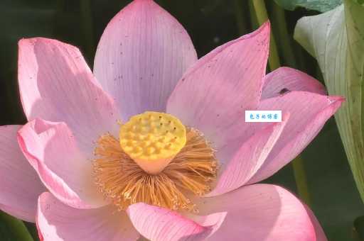 诗词里的菡萏hàn dàn如何读？揭秘它的含义和典故。