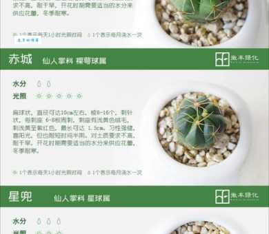 仙人掌百科全书：从种植到用途，全面解读仙人掌