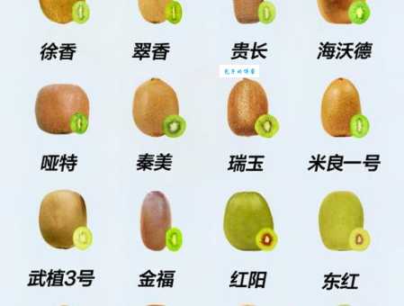 想知道奇异果和猕猴桃的秘密？看完这篇就懂了！