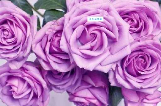 紫色玫瑰花语是什么？含义深度解读及送花技巧