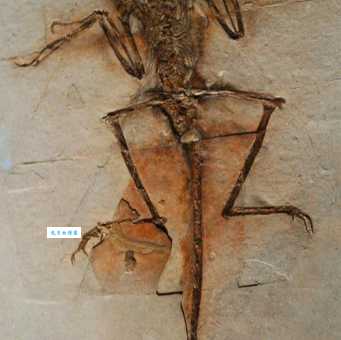 中国鸟龙长啥样？它有哪些独特的身体结构？