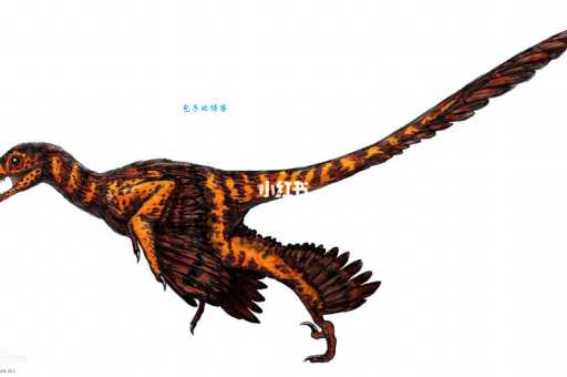 中国鸟龙长啥样？它有哪些独特的身体结构？