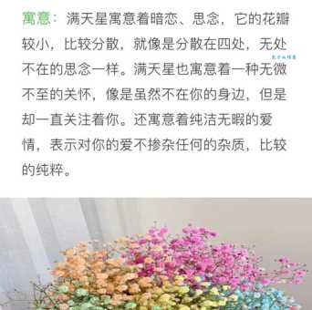 解读满天星所有颜色的花语，送对花表达你的心意