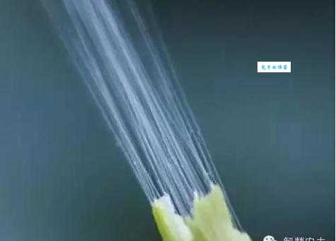 藕断丝连：细丝的秘密，藕的哪个结构？