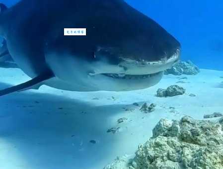 鲨鱼是鱼吗？鱿鱼是鱼吗？哪个不属于鱼类？