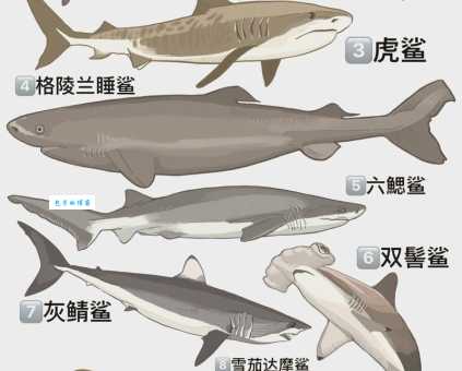 鲨鱼是鱼吗？鱿鱼是鱼吗？哪个不属于鱼类？