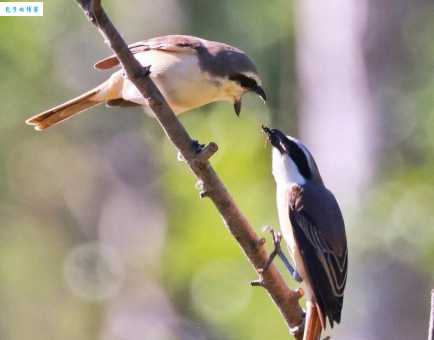 成语劳燕分飞中的“劳”指的是什么鸟？带你了解伯劳鸟