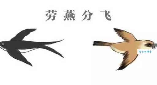 成语劳燕分飞中的“劳”指的是什么鸟？带你了解伯劳鸟