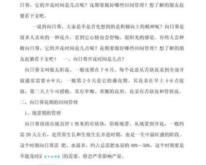 向日葵几点开花？详解向日葵的开花时间