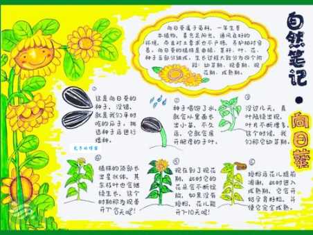 向日葵几点开花？详解向日葵的开花时间