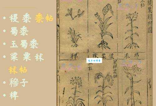 古代“稷”指什么粮食？稷和黍、粟的区别是什么