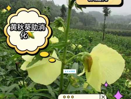 秋葵的功效与作用是什么？营养价值及食用方法详解
