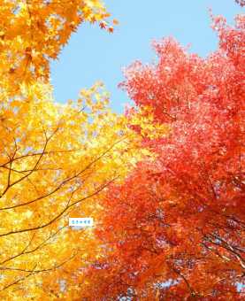 “秋高气爽”的“秋高”到底是什么？揭秘秋日美景的奥秘