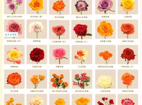 深入了解玫瑰花的含义：颜色、数量和场合下的花语表达
