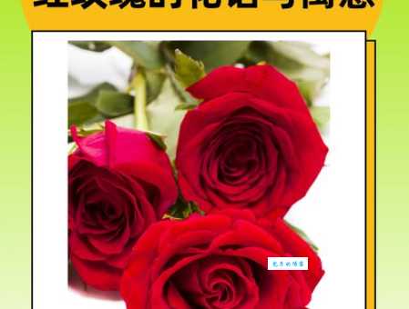 深入了解玫瑰花的含义：颜色、数量和场合下的花语表达