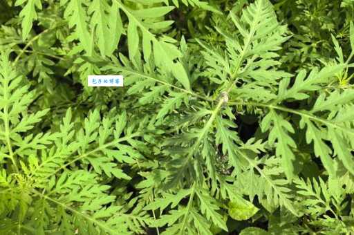 豚草究竟是什么？这种植物的生长特点和分布区域是怎样的？