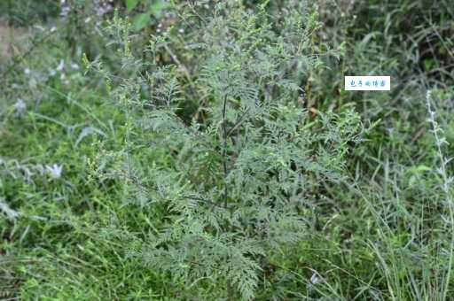 豚草究竟是什么？这种植物的生长特点和分布区域是怎样的？