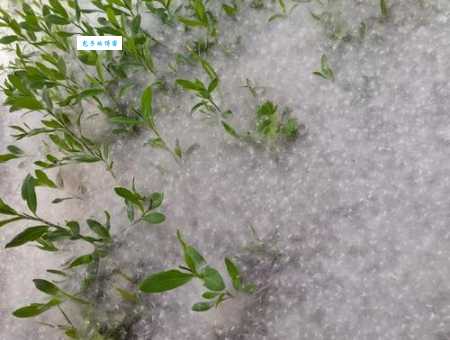 漫天飞舞的白色柳絮,你知道是柳树的什么吗?