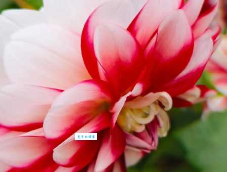 秋天开的花里，“此花开尽更无花”指的是哪一种？