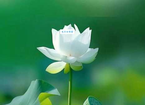 “白莲花”在网络上指什么样的人？揭开其含义的真相