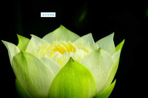 “白莲花”在网络上指什么样的人？揭开其含义的真相