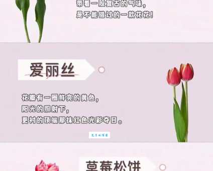 想了解郁金香的花语吗？各种颜色代表的含义