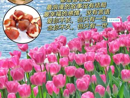 想了解郁金香的花语吗？各种颜色代表的含义