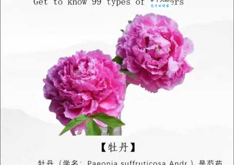 牡丹花一般几点开花？详解牡丹花开花时间