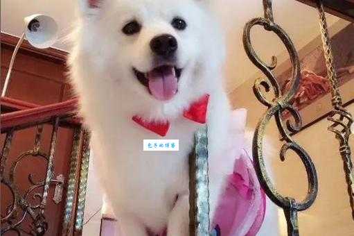 爱斯基摩犬的性格特点：温顺还是活泼？深度了解爱斯基摩犬