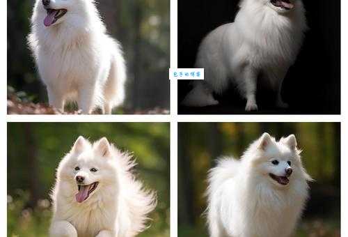 爱斯基摩犬的性格特点：温顺还是活泼？深度了解爱斯基摩犬