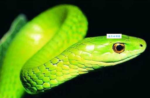 蛇不停地吐舌头，它到底在做什么？
