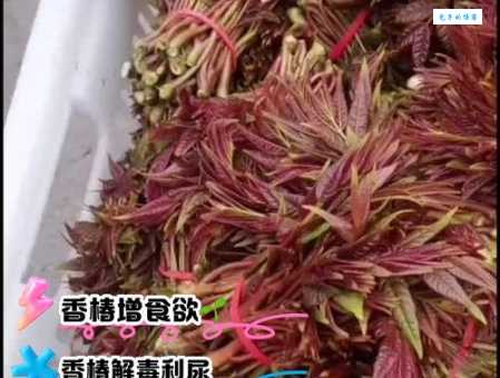 香椿芽的功效与作用大全：营养价值、食疗作用及禁忌