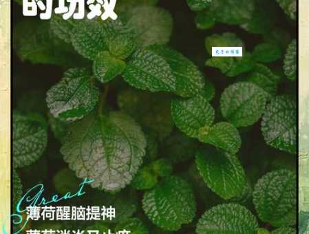 sorprendente功效！薄荷叶的药用价值及使用方法